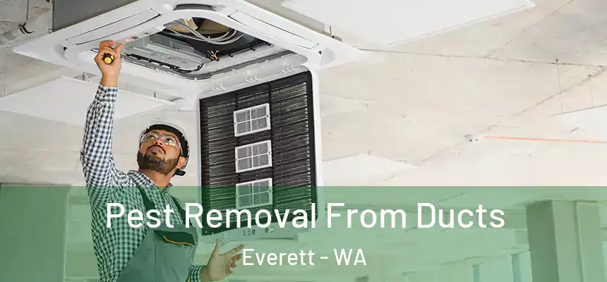 Pest Removal From Ducts Everett - WA
